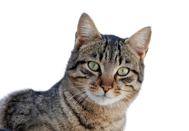 Hur Man Ritar En Katt