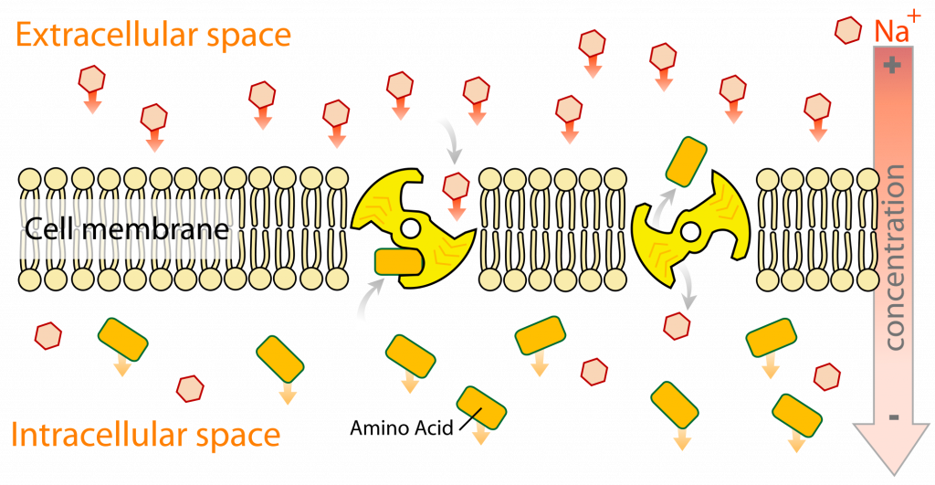 Active transport – Fråga en Biolog