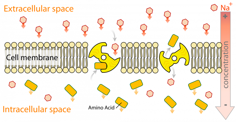 active-transport-fr-ga-en-biolog