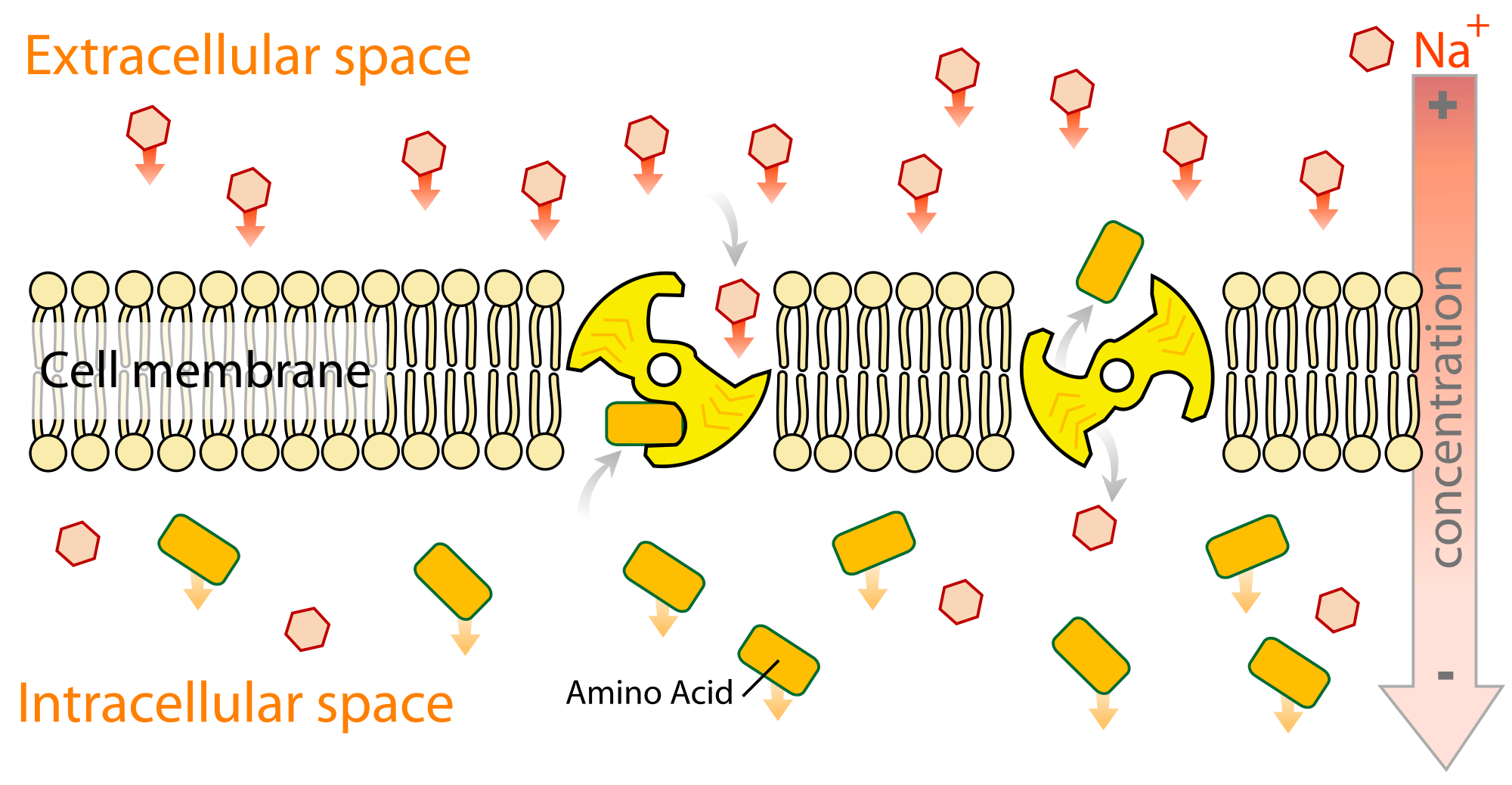 passive-and-active-transport-name