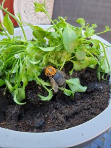 Blöt hushumla, Bombus hypnorum. Bilden skickades in av Anna.