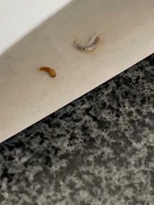 Är det en ängerlarv jag hittat i lägenheten? – Fråga en Biolog