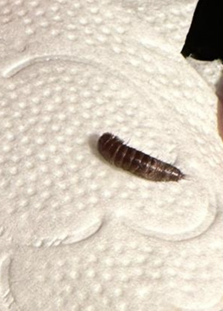 Vem äter upp mina tröjor? – Fråga en Biolog