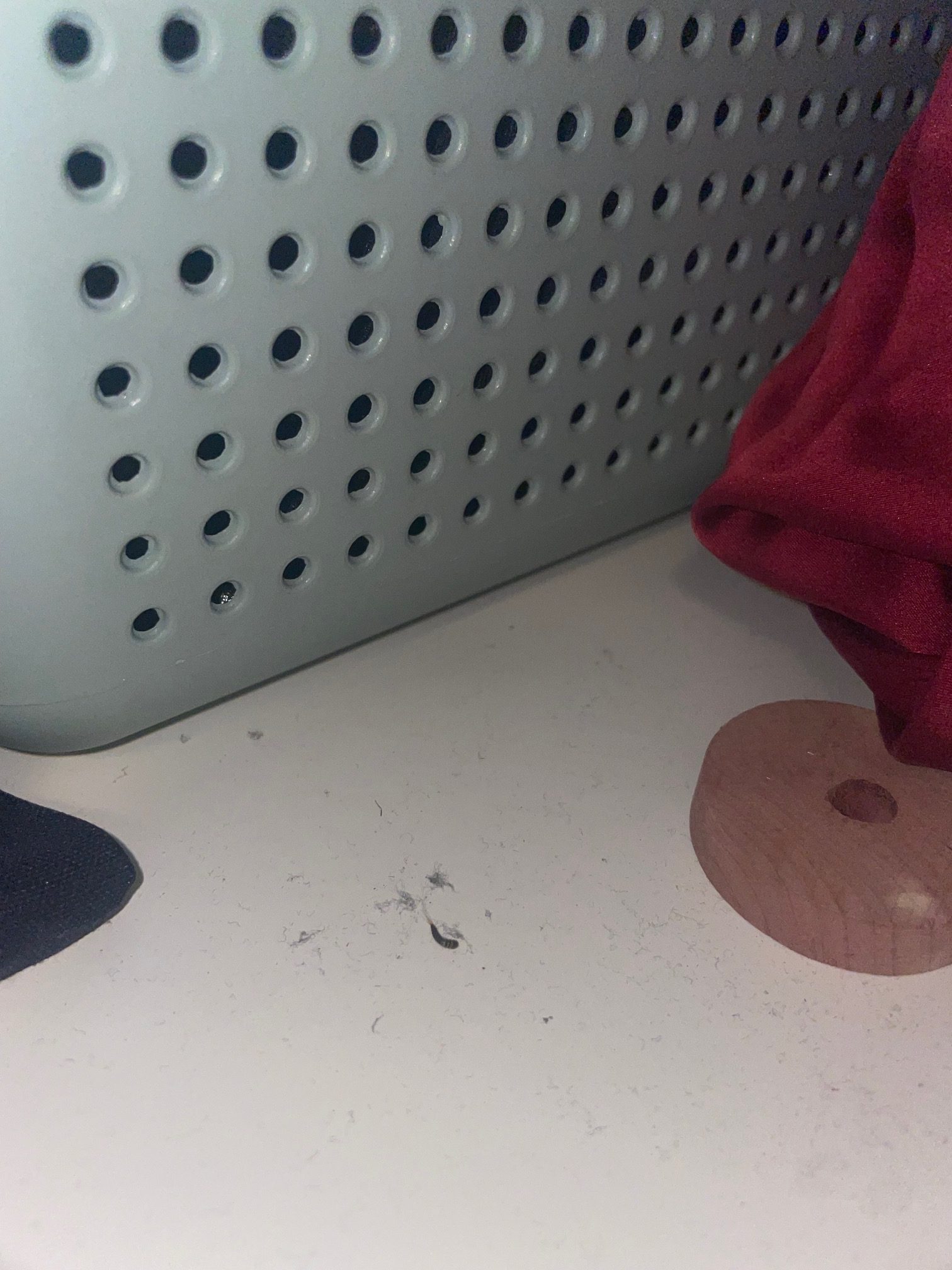 Malar i sovrummet? – Fråga en Biolog